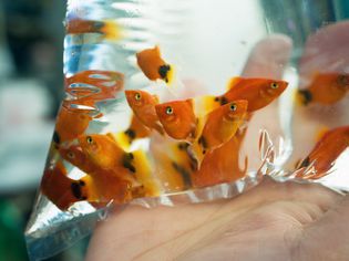 一个包在袋子里的包里