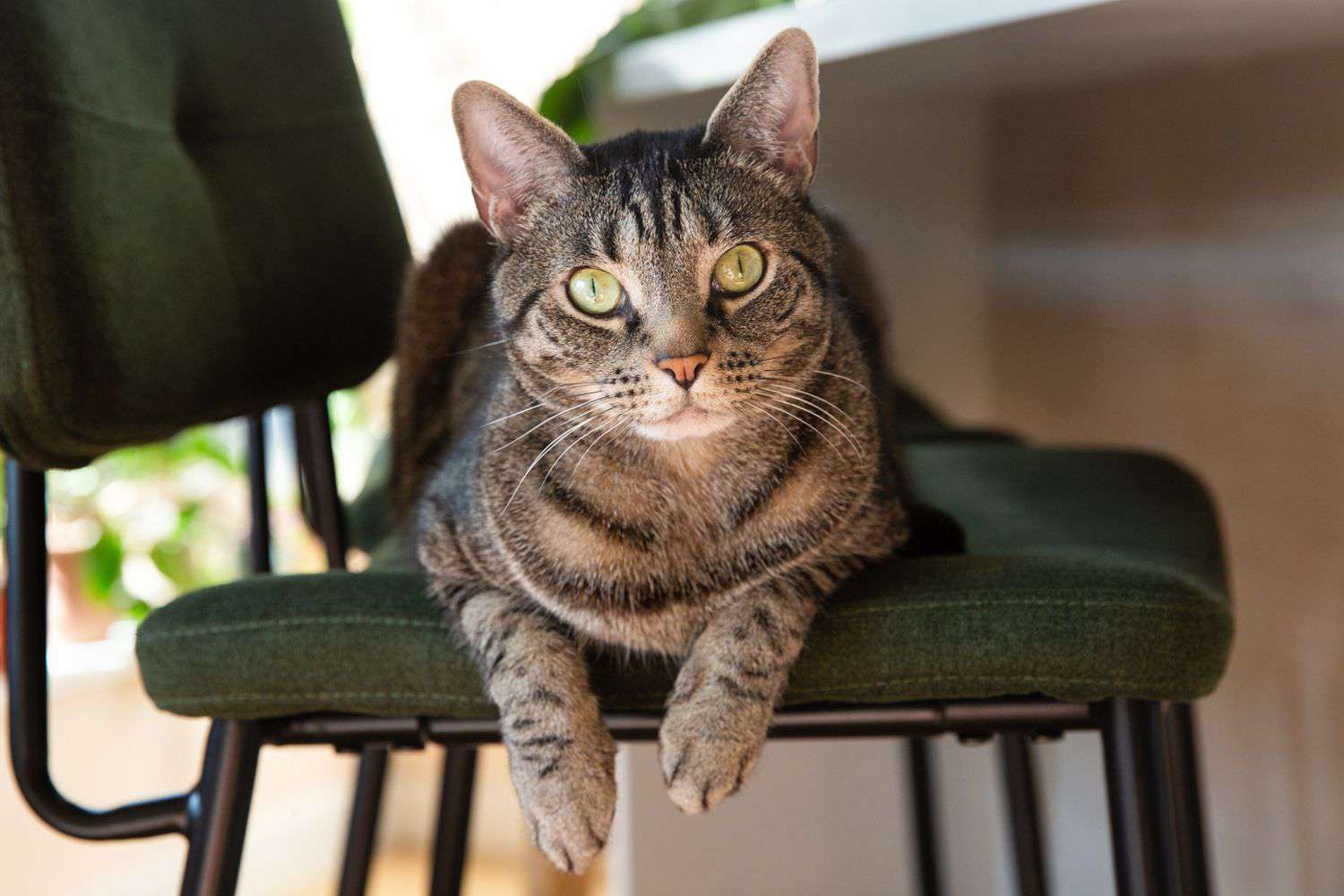 一只猫盯着它的主人