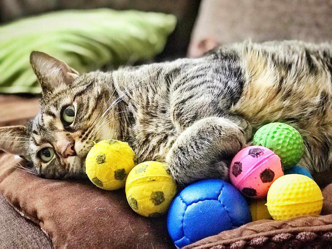 被玩具包围的猫。