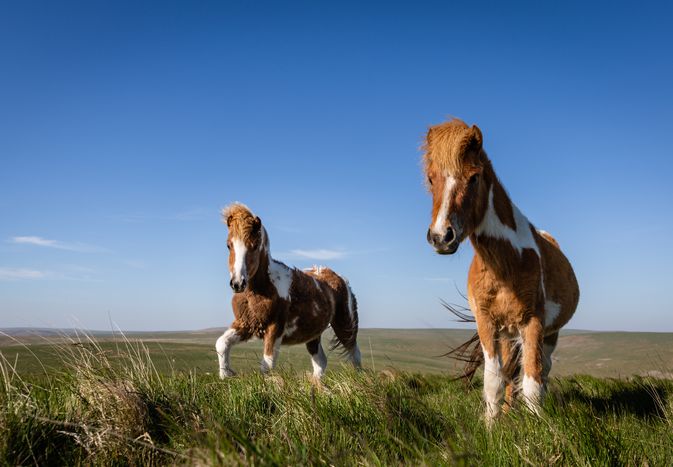 在Roos Tor的一对达特穆尔小马(Equus ferus caballus)。