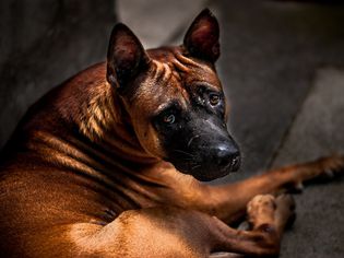 狗看起来可怕
