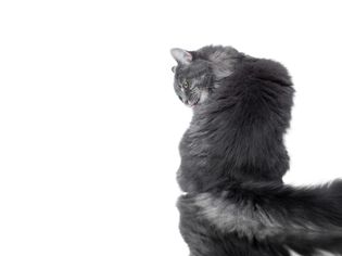 灰色的长毛猫正在梳理自己的毛发
