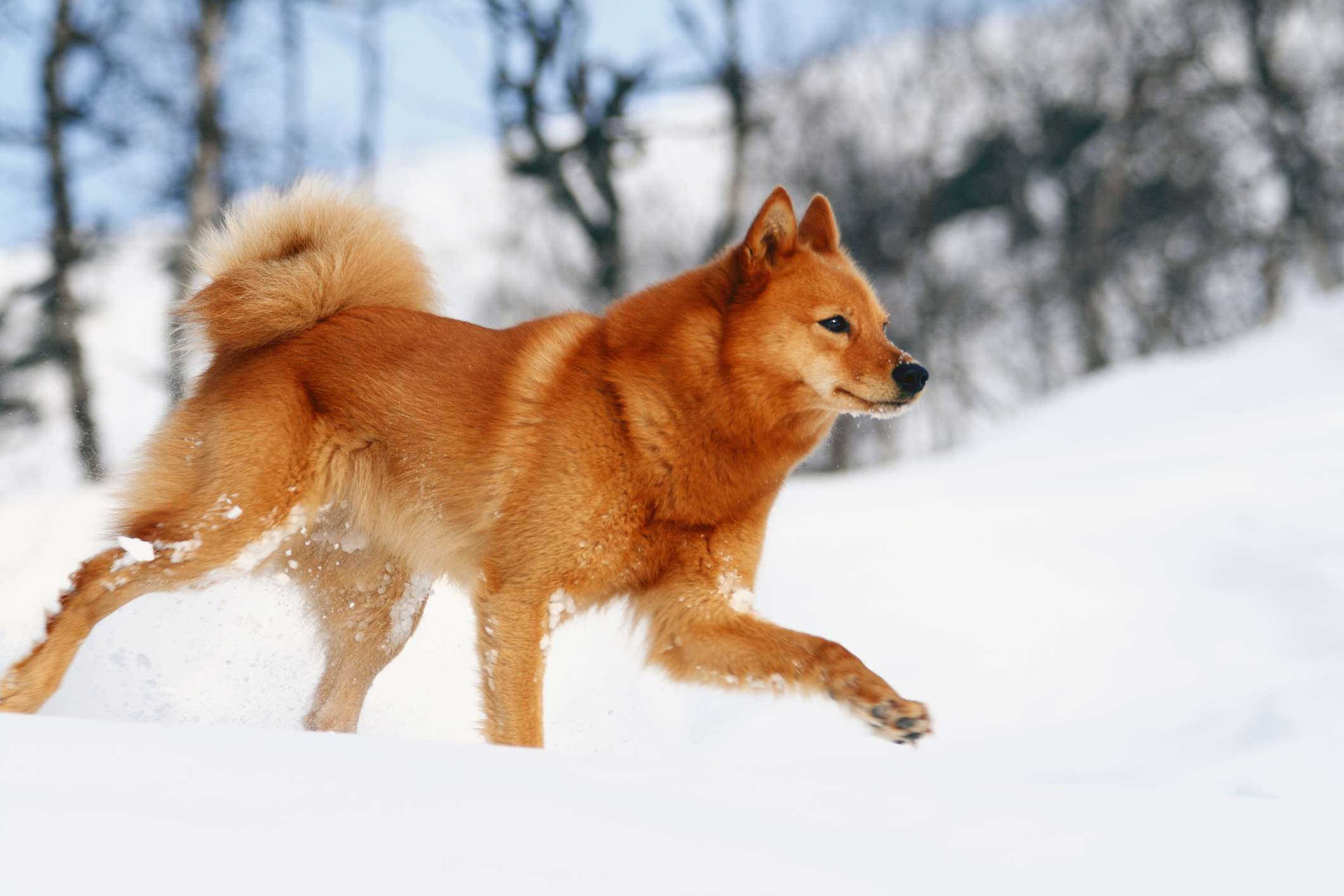 芬兰斯皮兹猎犬在雪地里小跑