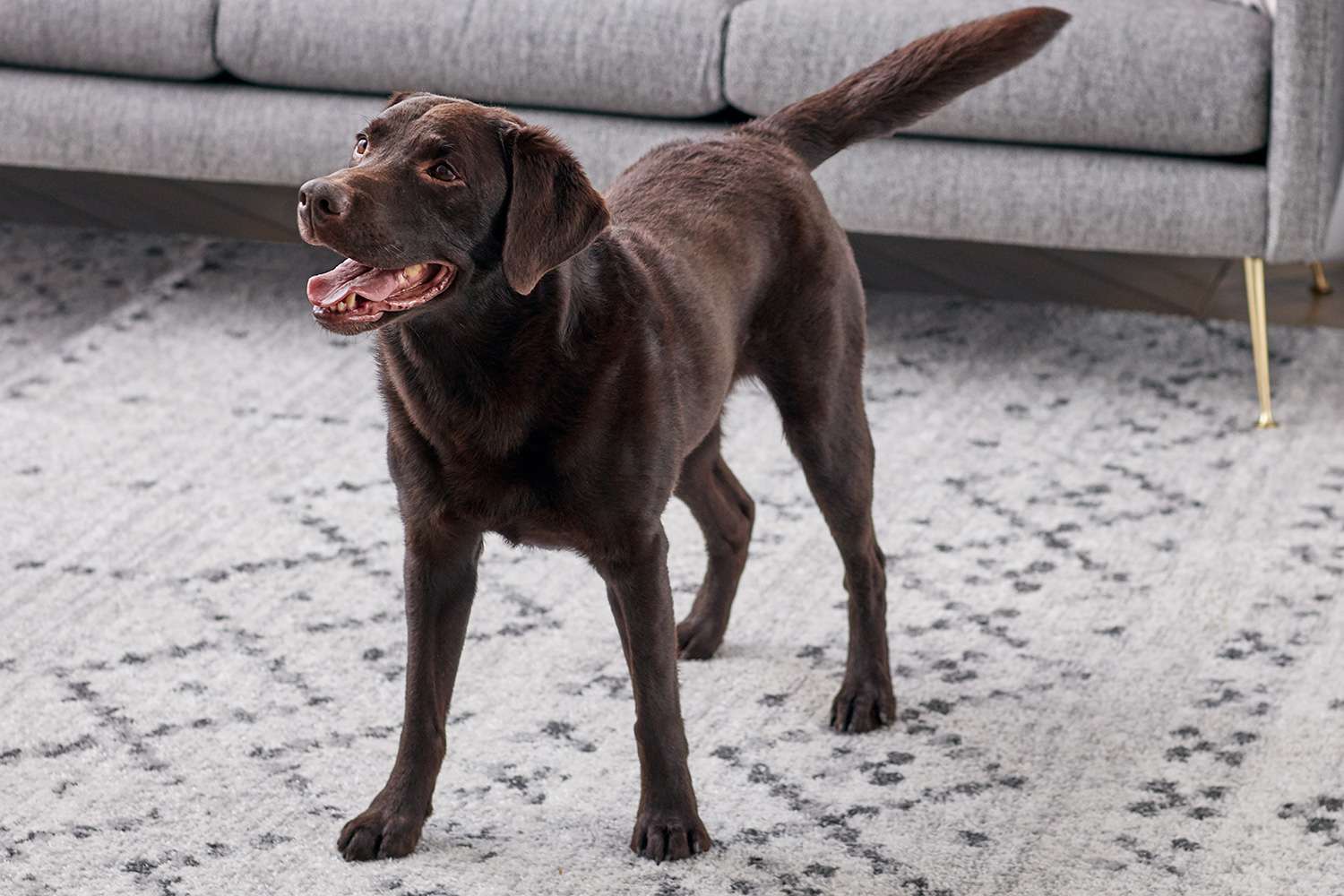 一只快乐的巧克力拉布拉多猎犬