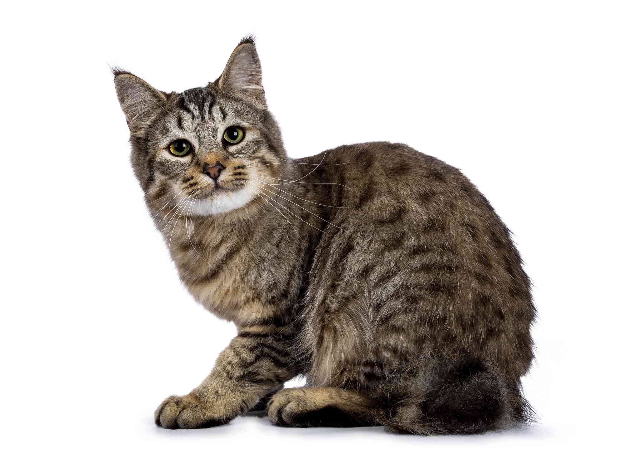 精灵鲍勃猫品种肖像