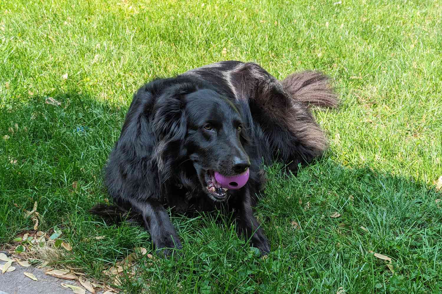 A dog chewing on a Chew King Fetch Ball