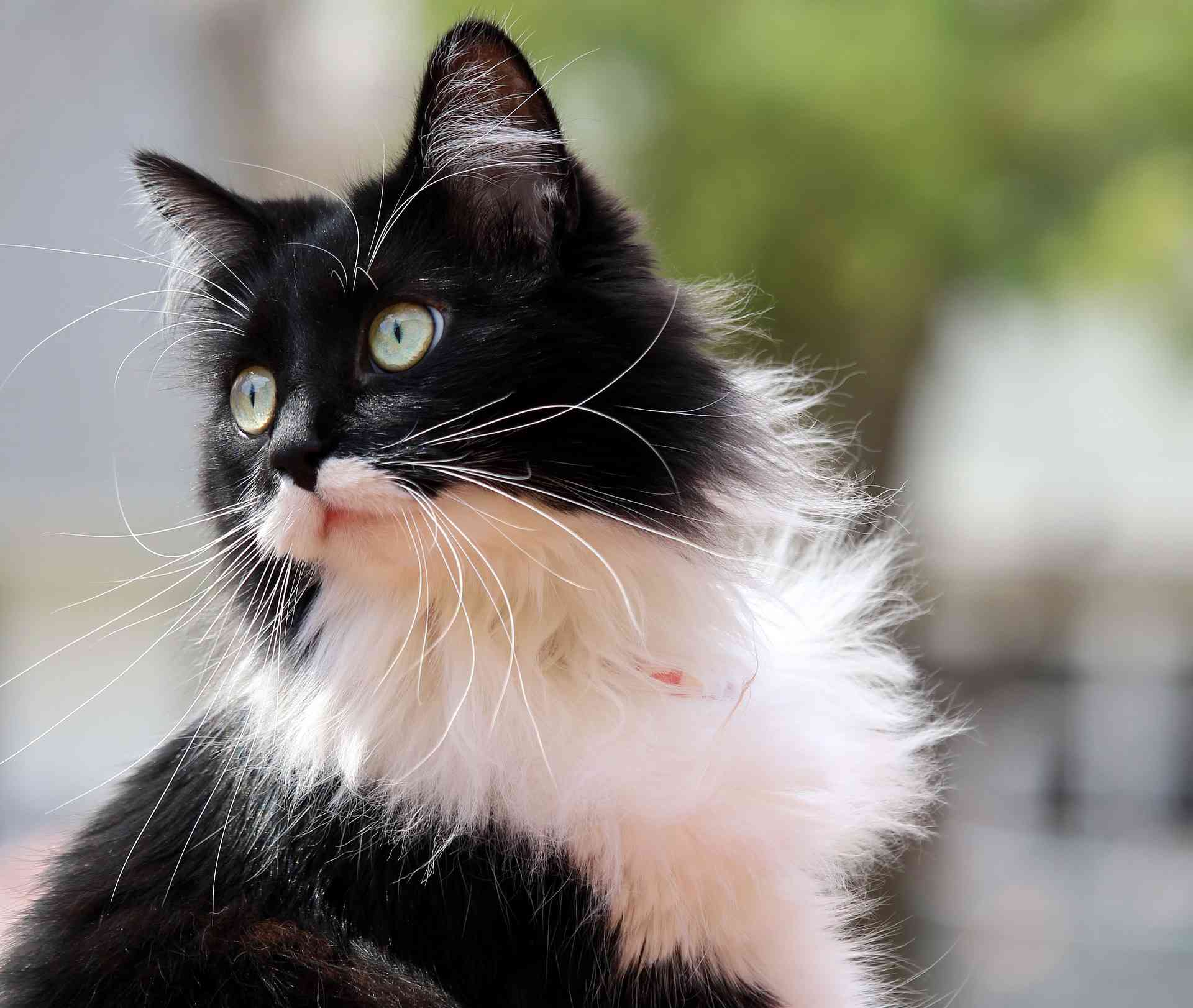 燕尾服的猫
