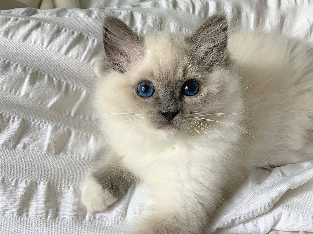 一只白色布娃娃猫看着摄像机。