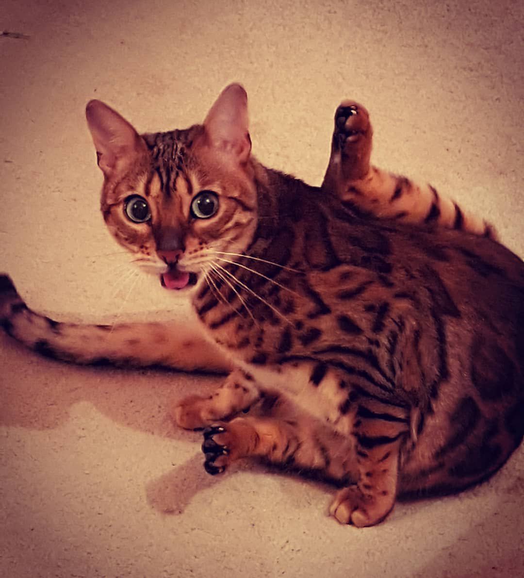 猫像婴儿一样