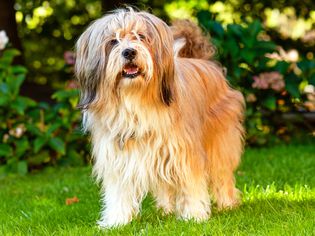 一只西藏梗犬站立的侧面
