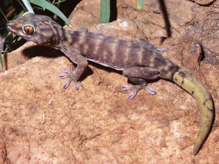 Giant cave gecko