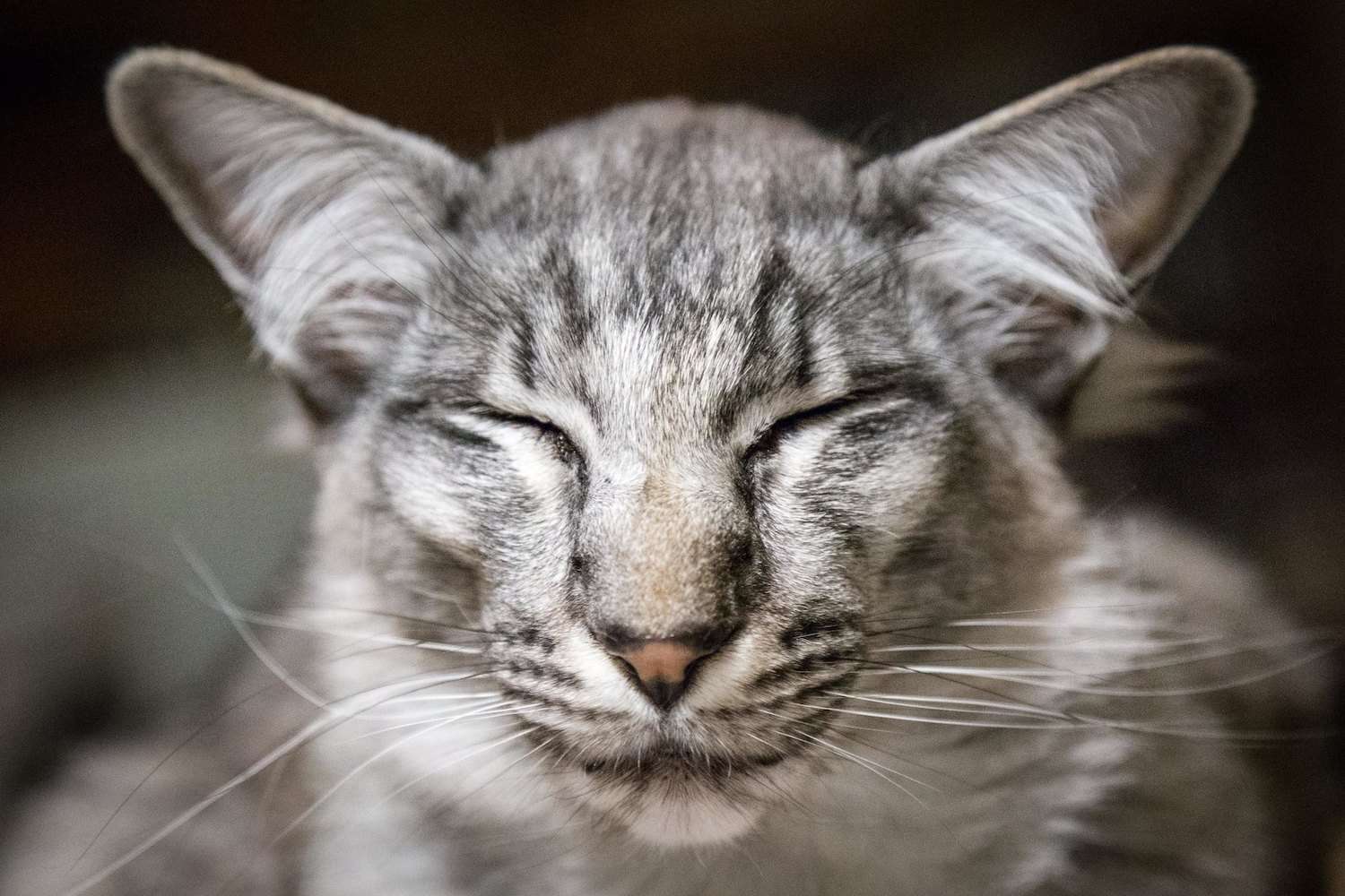 东方长毛猫