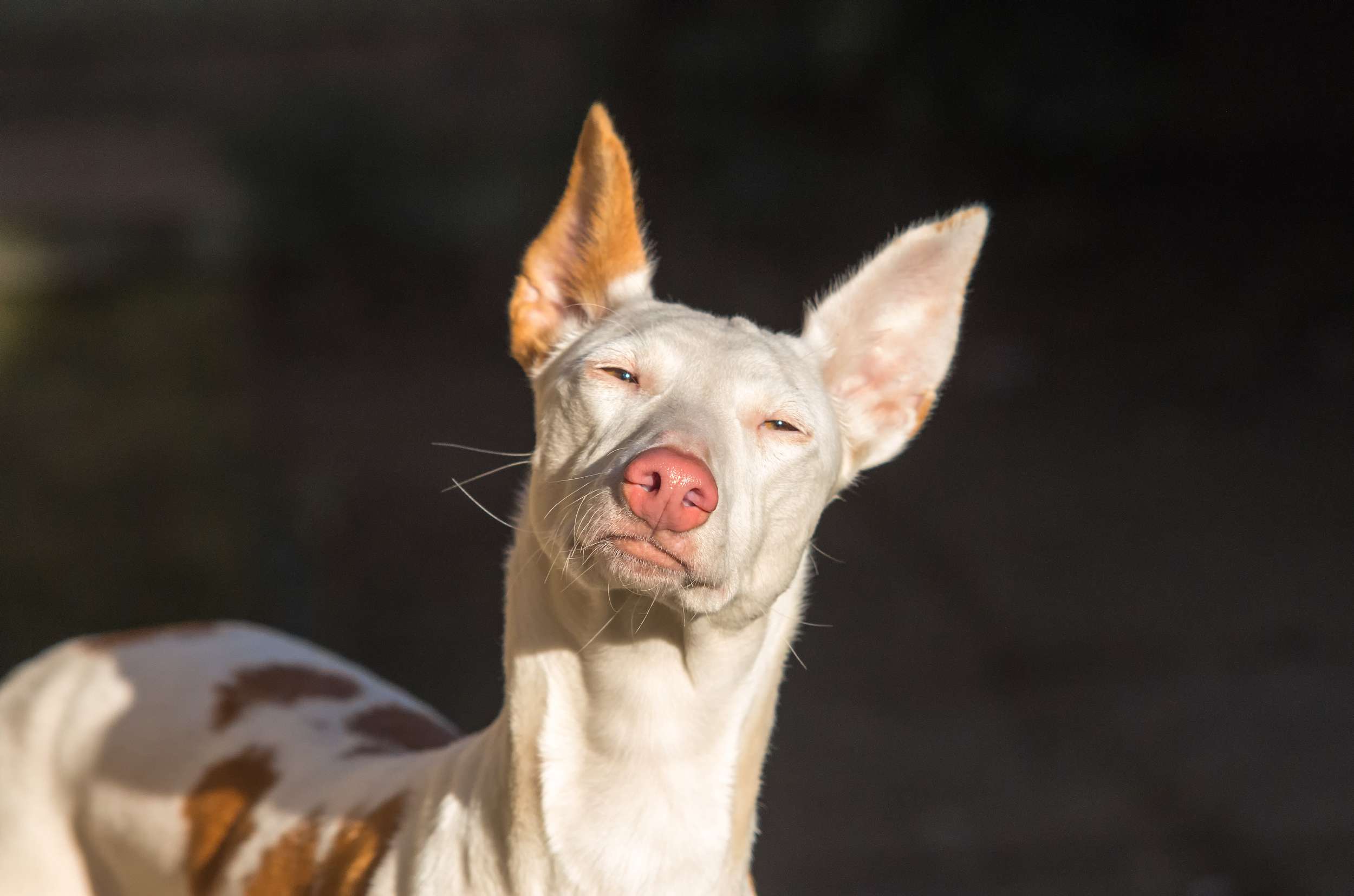 伊比沙猎犬望向太阳