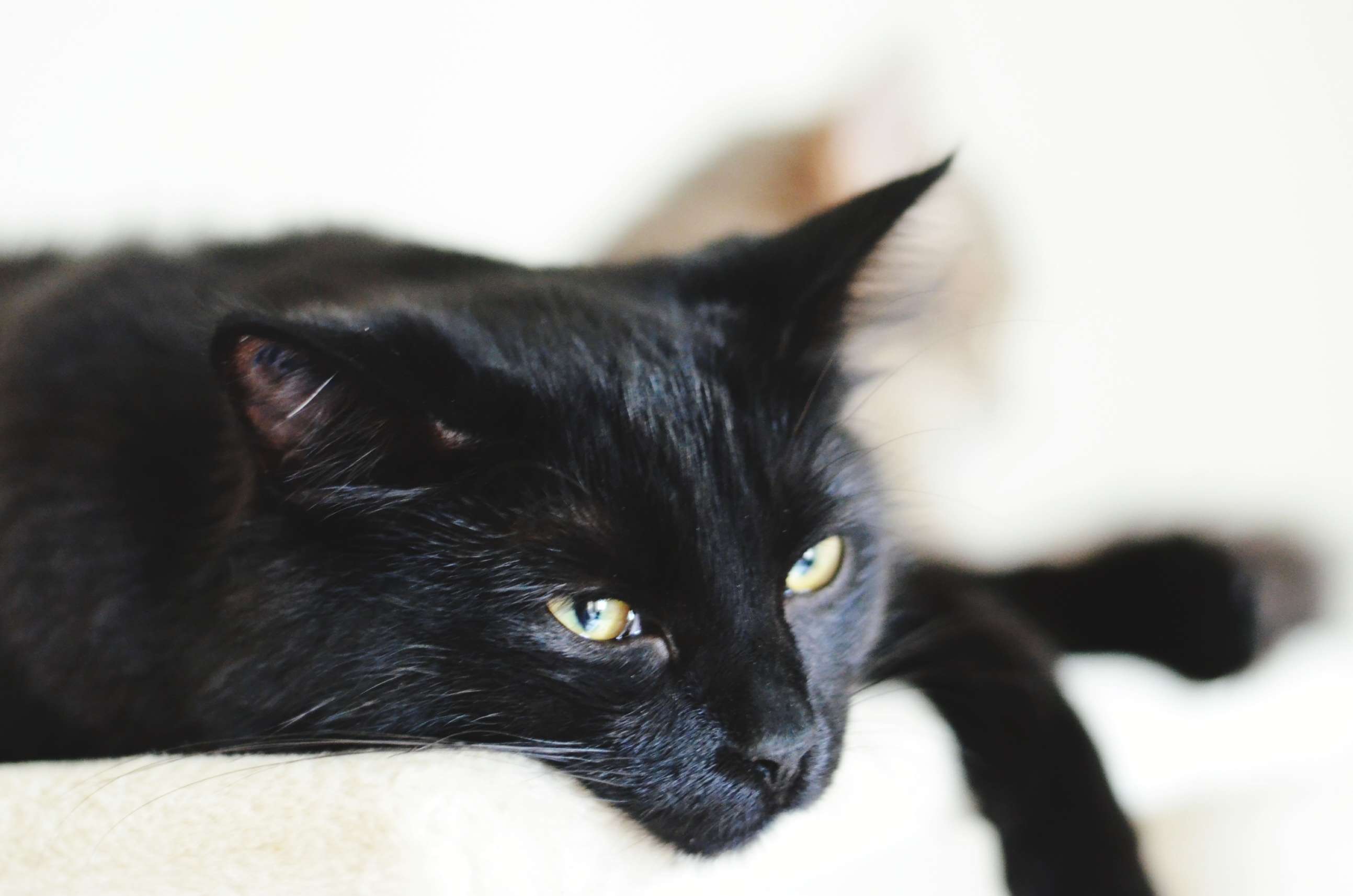 黑猫放松