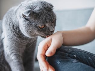 灰猫在舔主人的手