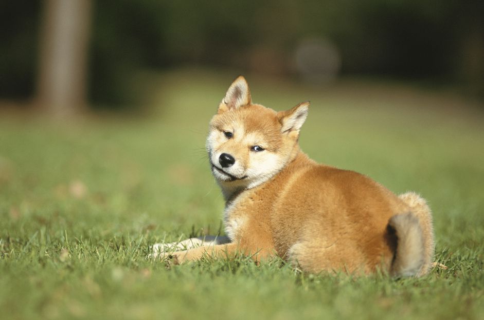 草原上的柴犬