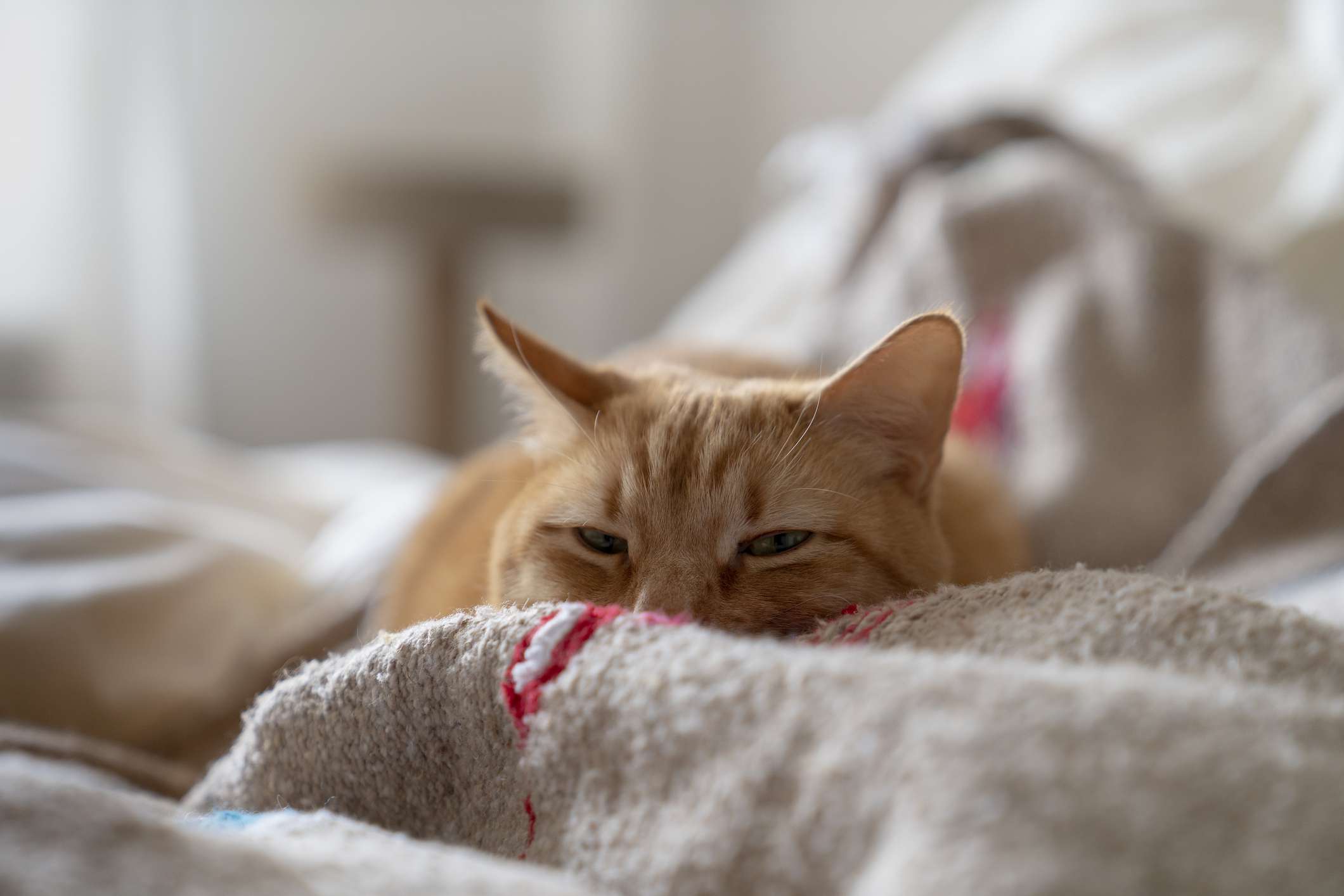 橙色的猫在皱褶的床上休息