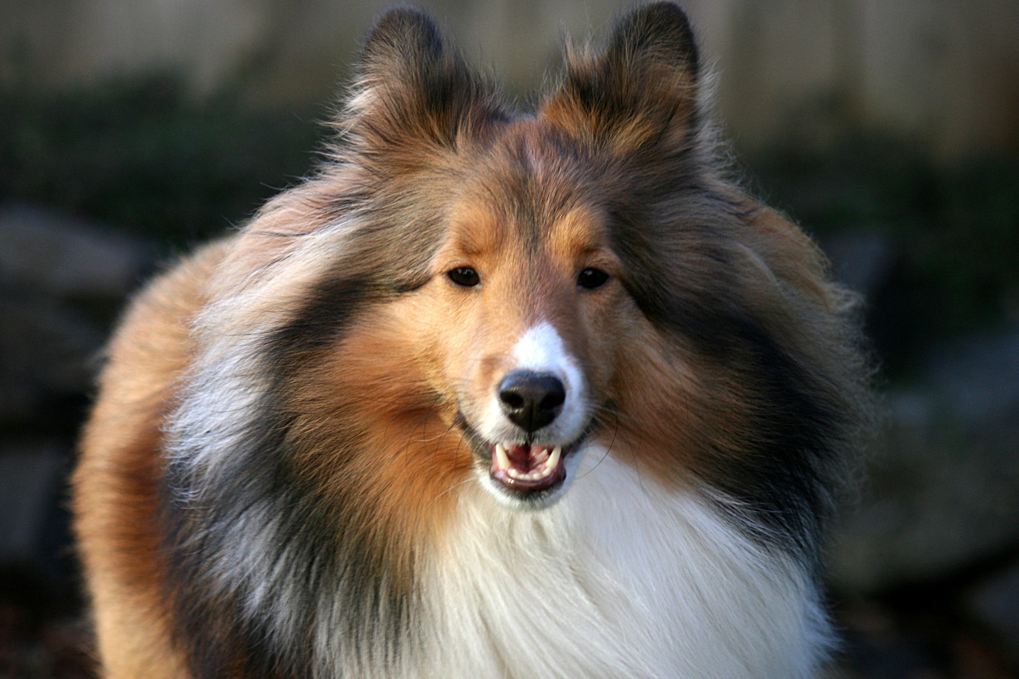 喜乐蒂牧羊犬微笑