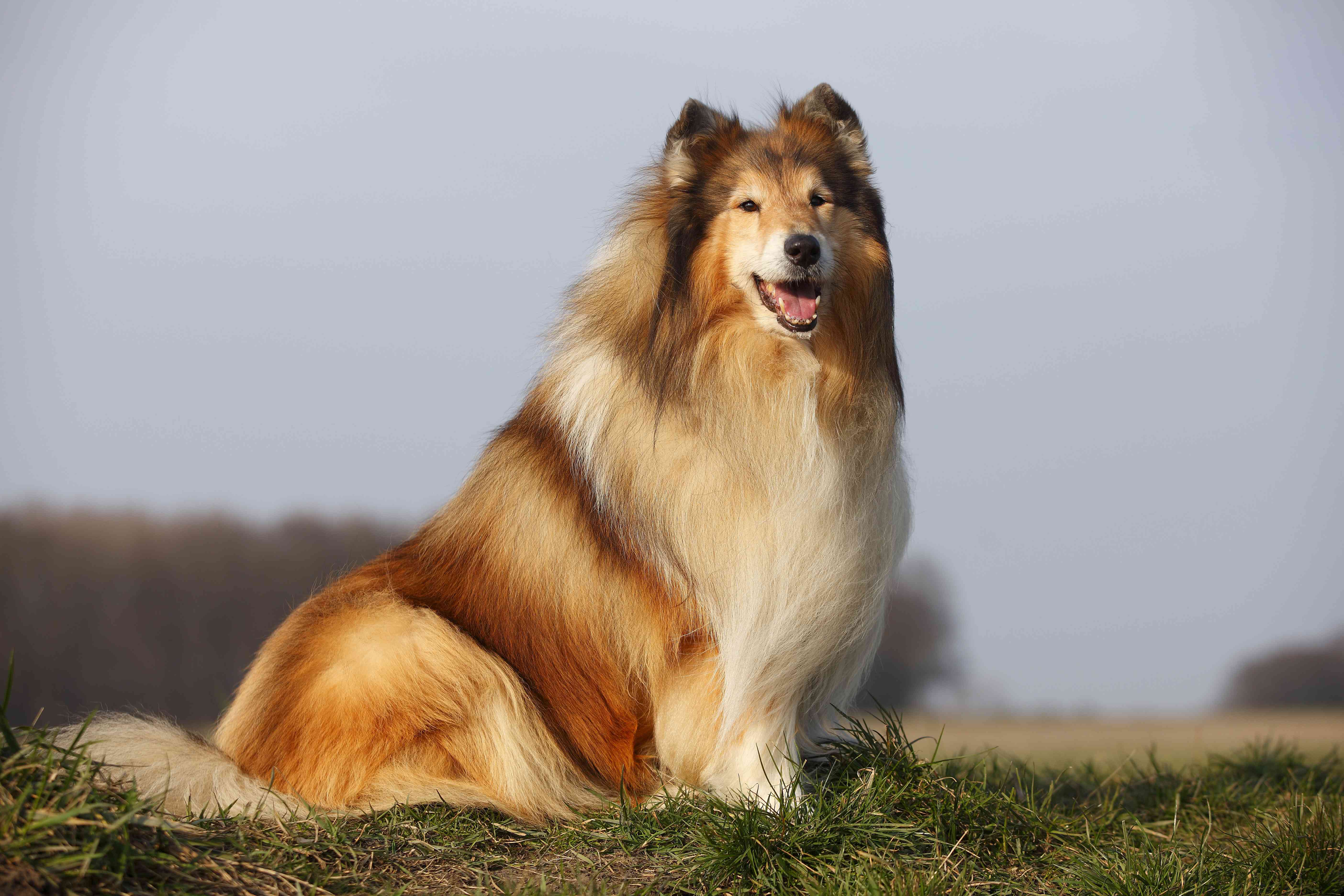 粗牧羊犬坐在草地上的肖像