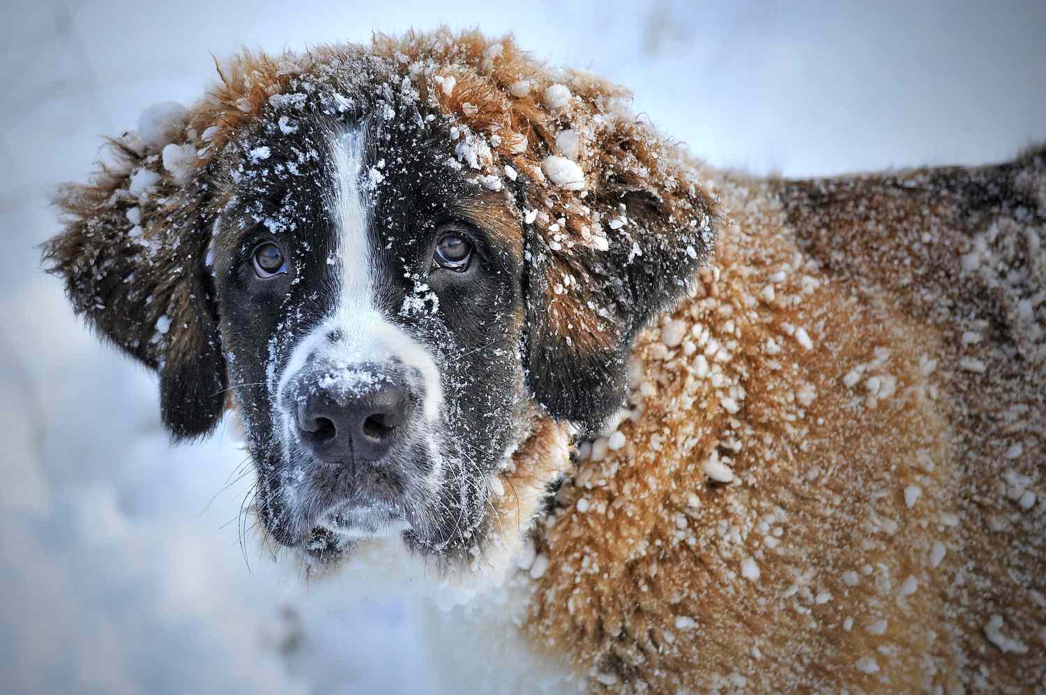 狗被雪覆盖