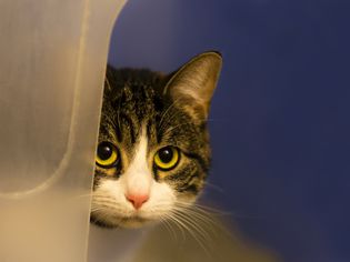 受惊的猫躲在角落里。