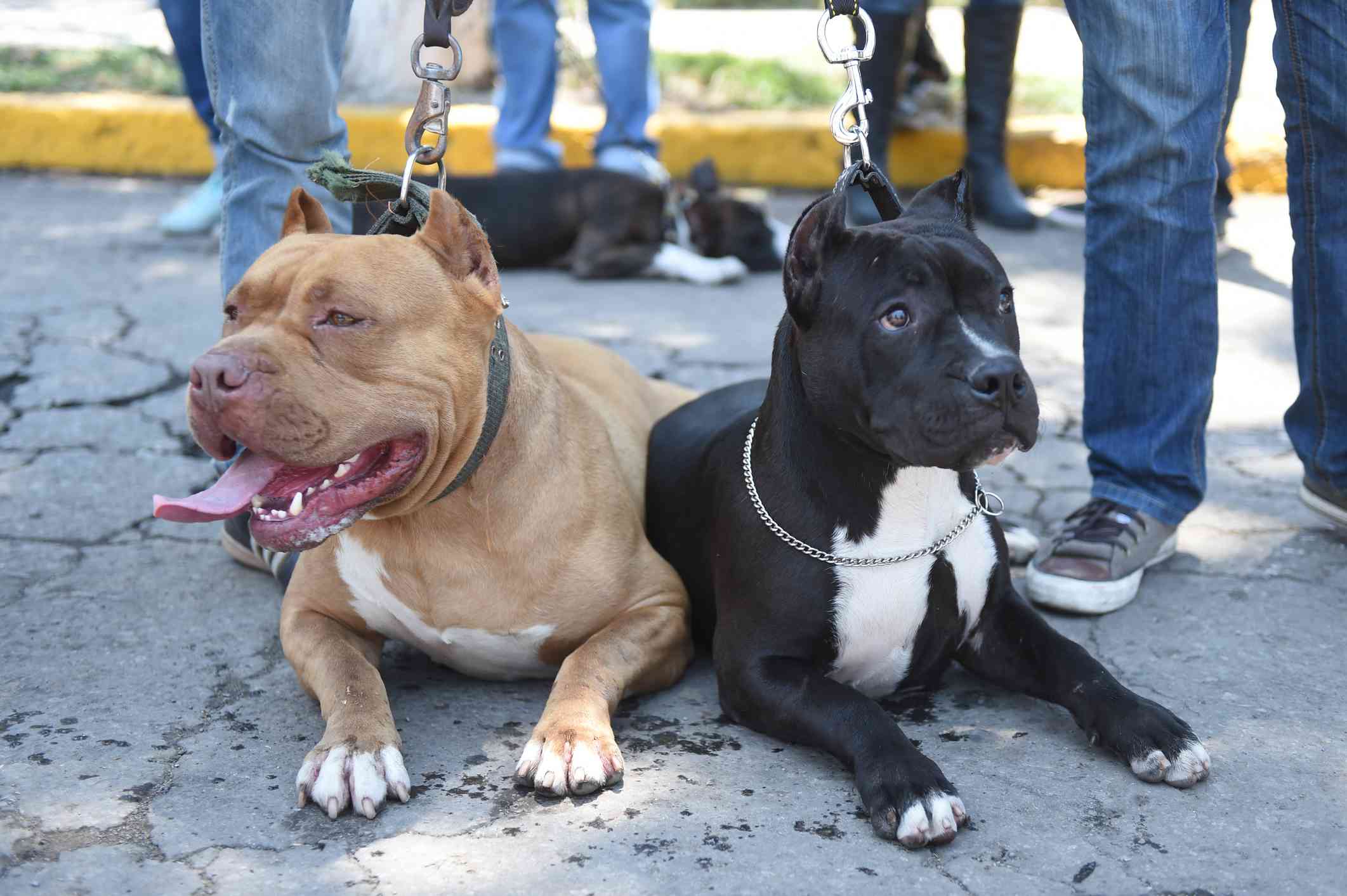 两只墨西哥斗牛犬躺在主人脚边的地上
