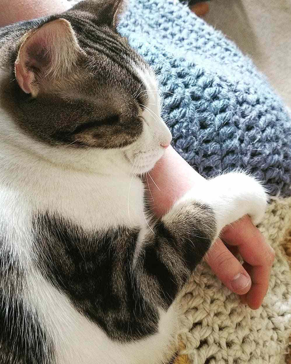 猫像婴儿一样