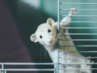 鼠笼