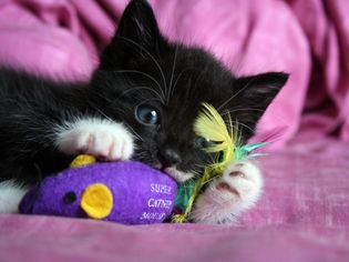 小猫与猫薄荷玩具