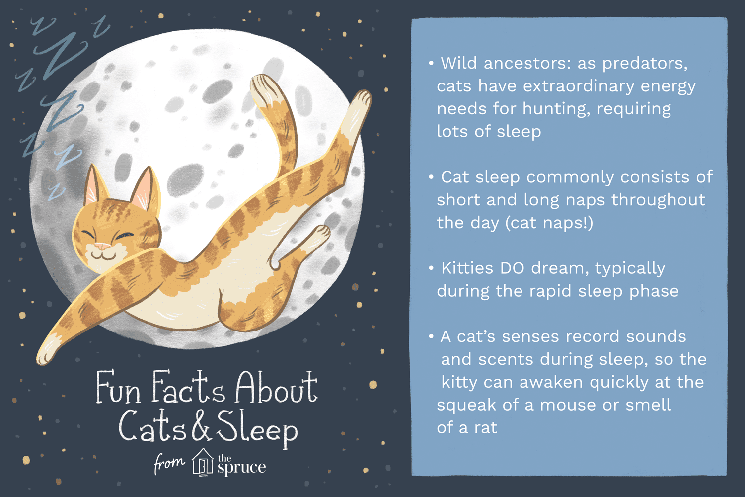 图解猫和睡眠的有趣事实