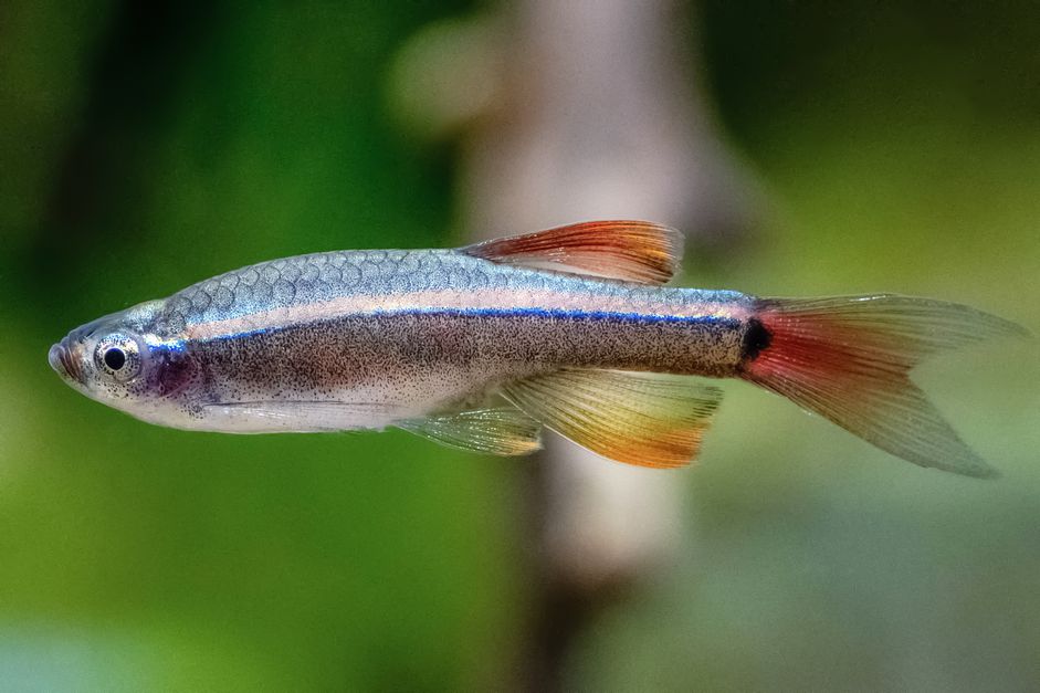 白云山米诺鱼与灰色的鳞片和橙色的鳍特写