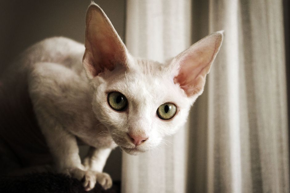 长着绿色大眼睛的德文郡雷克斯猫
