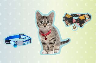 The 7 Best Cat Collars of 2022