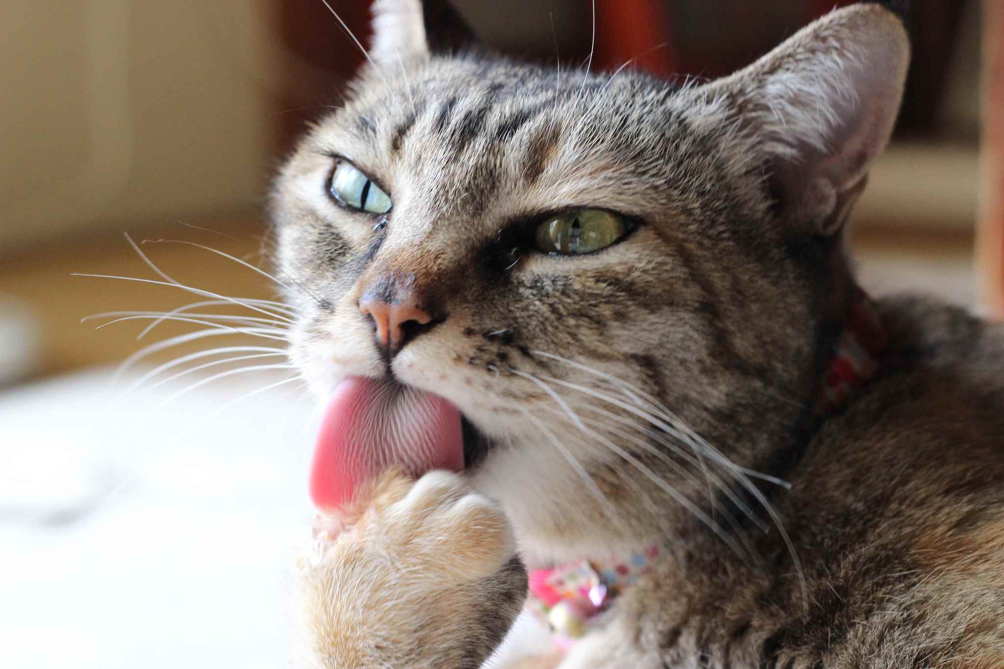 虎斑猫舔它的前爪。
