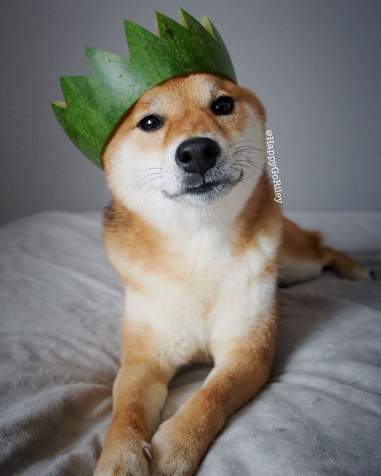 一只晒成棕色的柴犬躺在床上，戴着自制的皇冠，看着镜头。