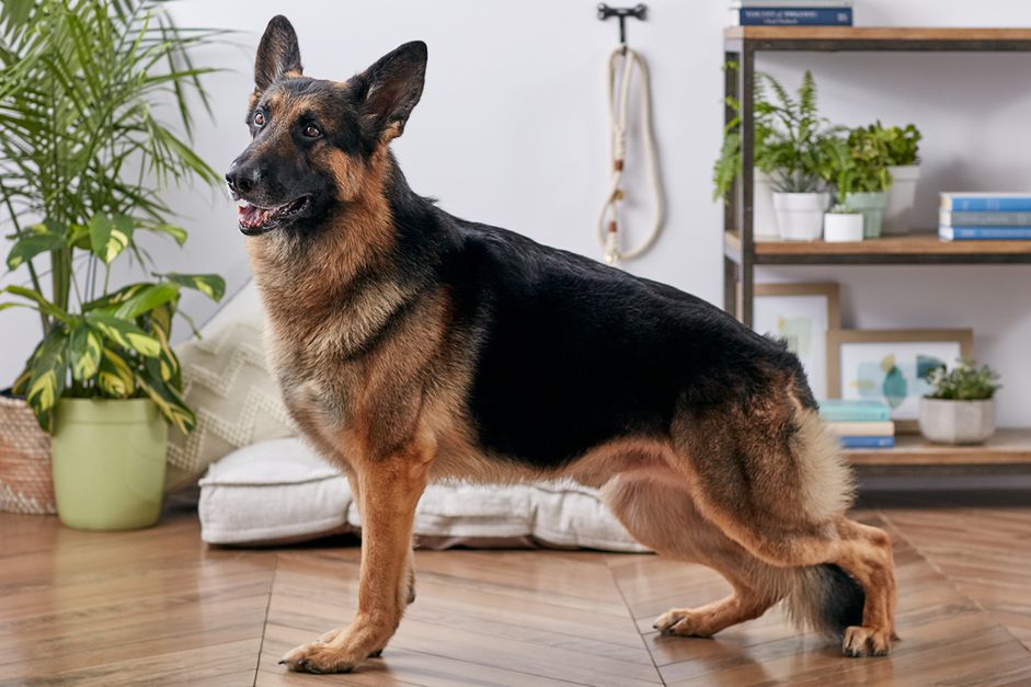 德国牧羊犬的侧面