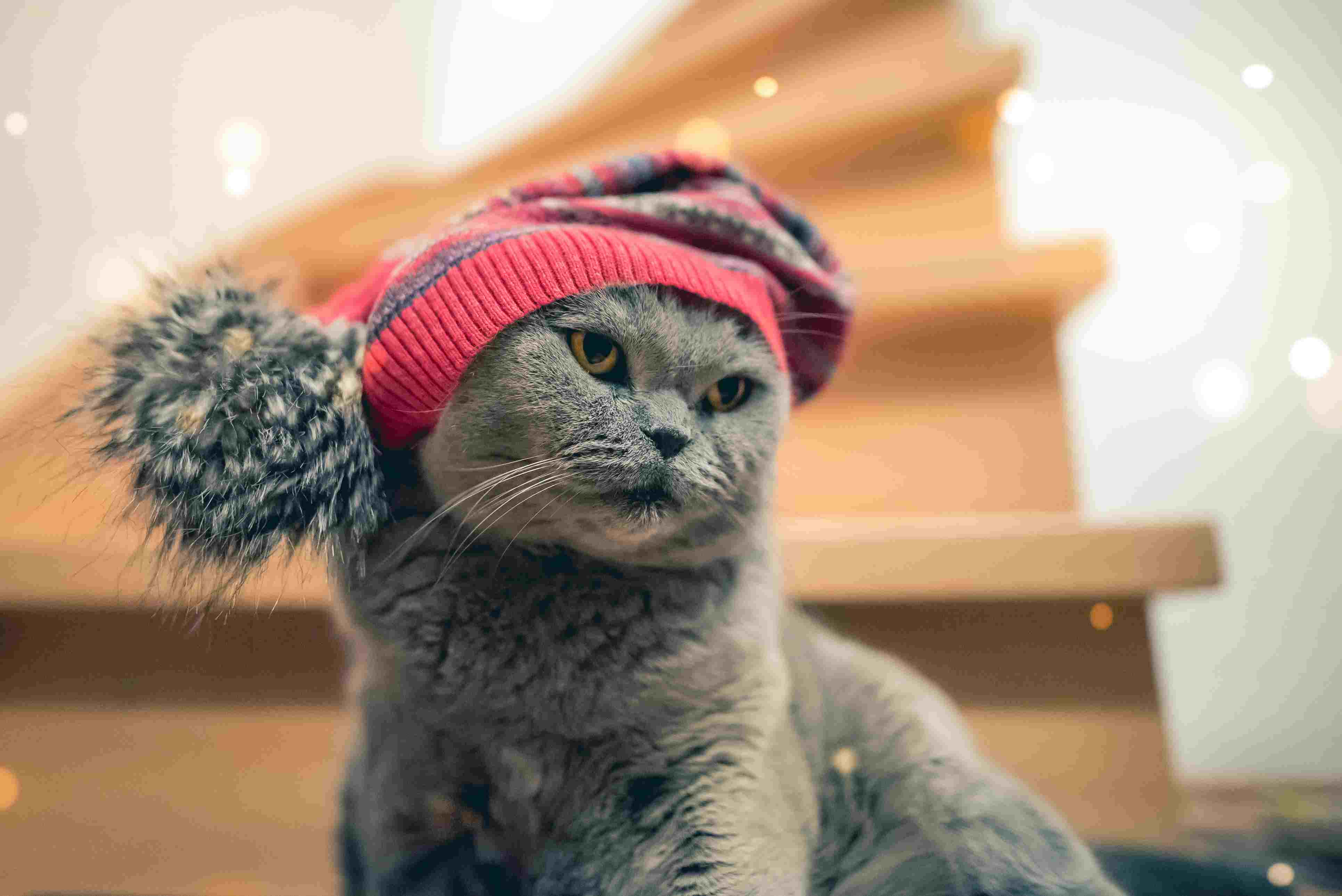 戴长袜帽的猫