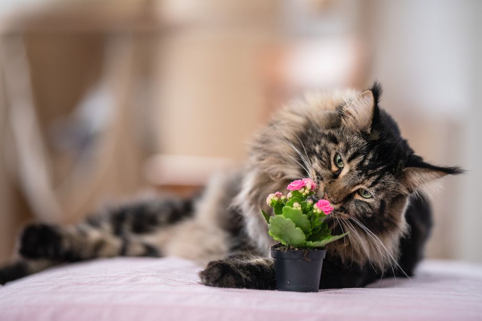缅因猫在闻植物。