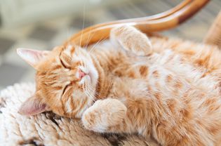 一只快乐、健康的宠物猫