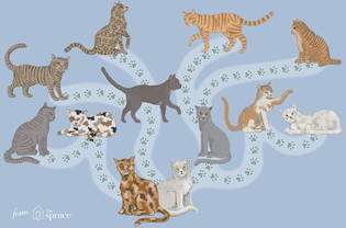 我的猫是什么意思？