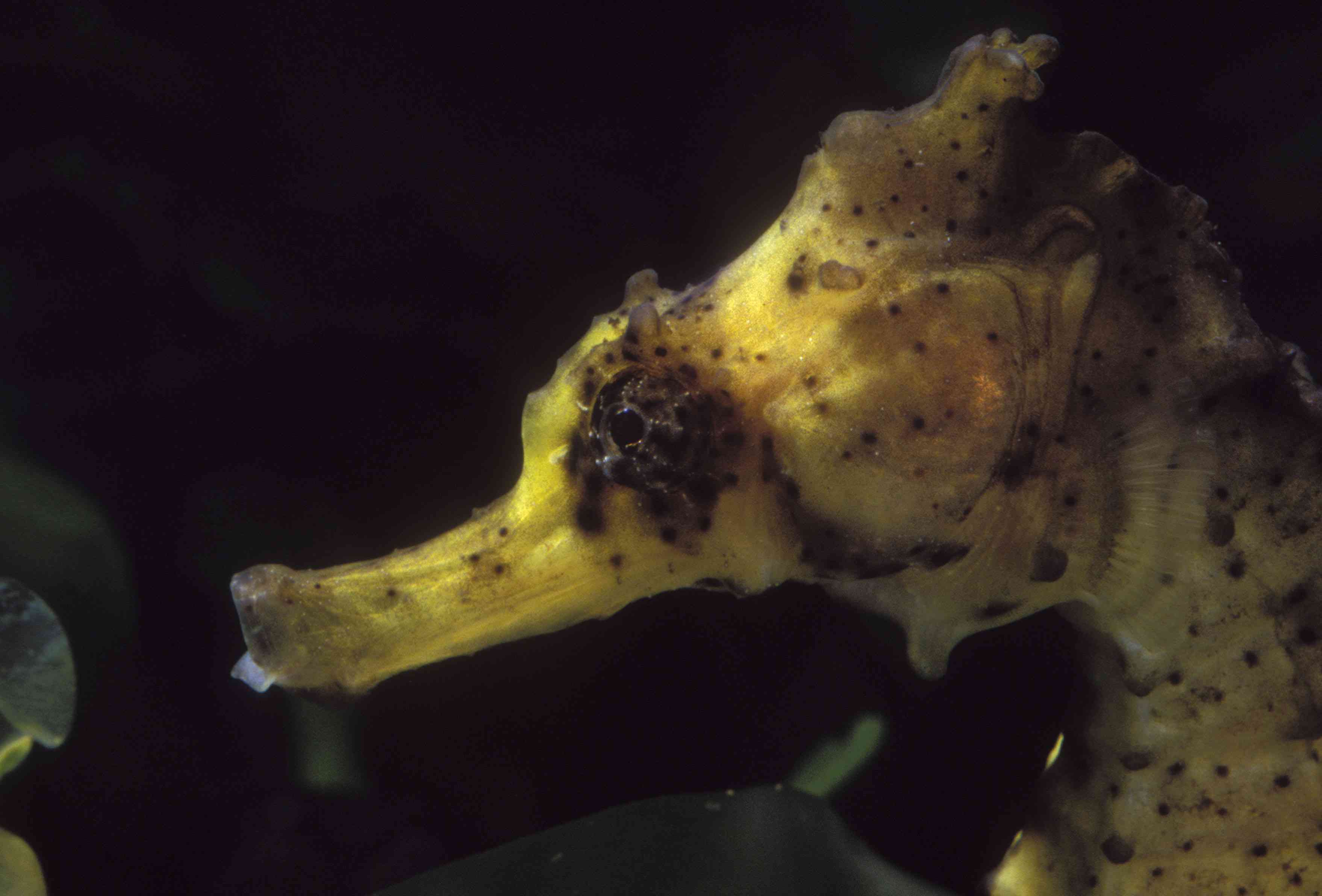 英国埃克塞特海马自然水族馆的库达海马。库达海马通常被称为黄色海马，海马库达