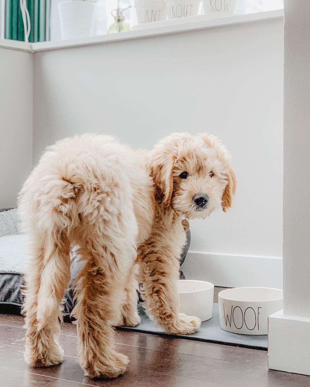 狗站在碗前;mrkevindoodle instagram