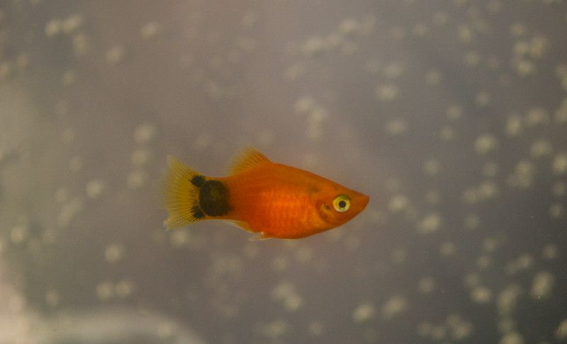 Mickey mouse platy in aquarium