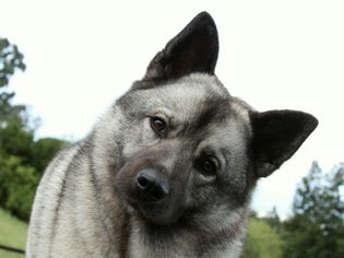 挪威猎鹿犬肖像;挪威人的狗的名字