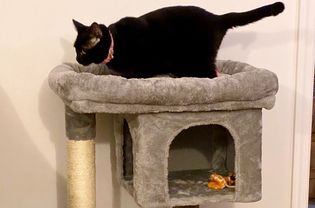 Close up of cat standing on top of Feandrea Cat Tree for Large Cats