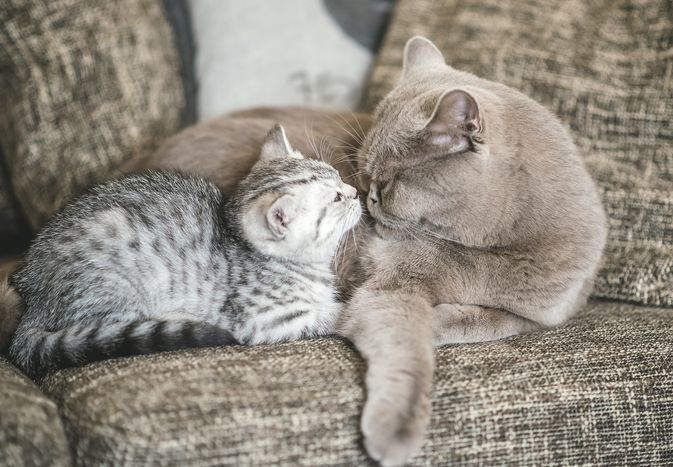 灰虎斑小猫和成年灰猫