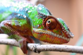 Chameleon close-up