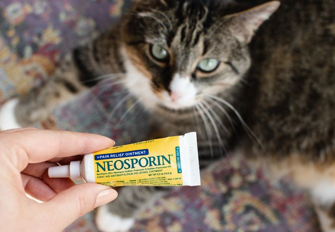 在棕色和白色的猫面前挤压包装的新孢霉素