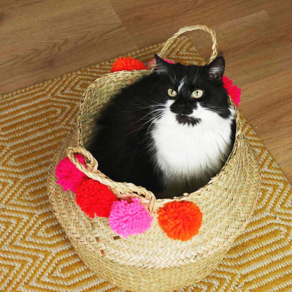 猫坐在篮子里