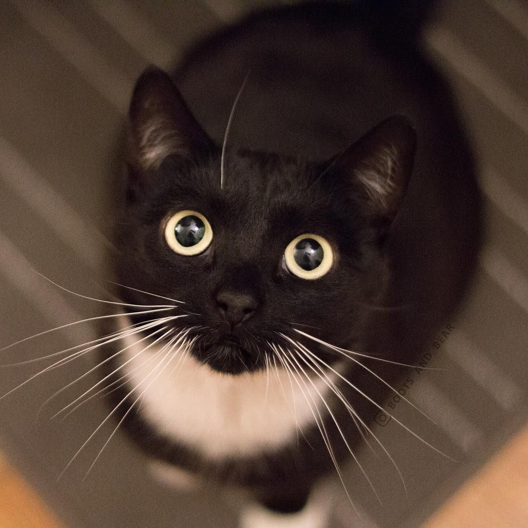 穿燕尾服的猫抬头看着镜头